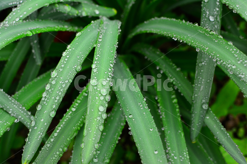 이슬,물방울,풀잎이슬,투명,빗방울,봄비,dew,water,맺히다,방울방울,plant,green,초록,싱그러운,신선한,맑은,아침이슬,해맑은,빗물,초본,영롱한,접사,마크로,클로즈업,fresh,clean,clear,natural,자연,식물,자연,plants,nature