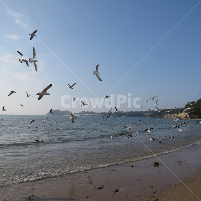 바다,격포,해수욕장,바닷가,해안,갈매기,풍경,기분좋은,파란,해변,해변가,동물,animal,조류,새,birds