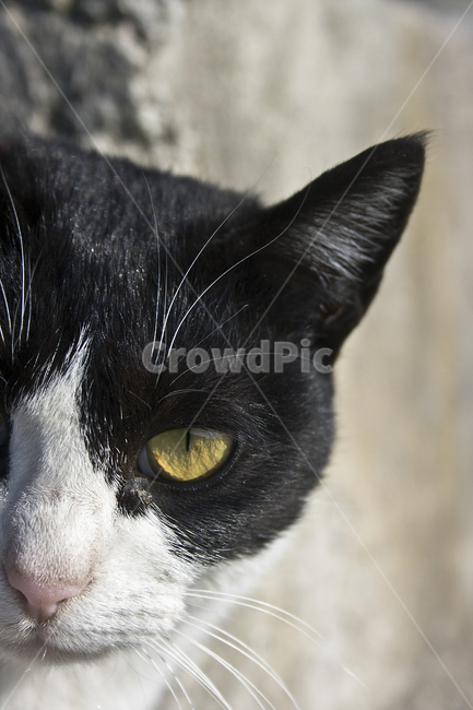 동물,animal,포유류,cat,고양이,pet,애완동물,반려동물,길냥이,동물,animal,포유류,mammal,고양이,cat,kitten,kitty