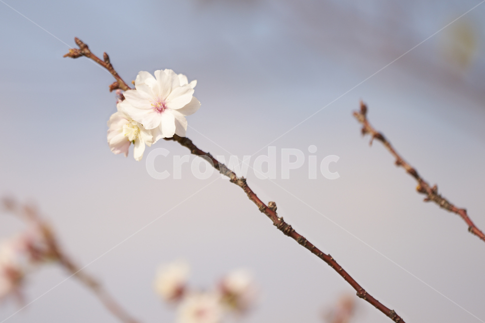 매화,매화나무,꽃,흰꽃,아웃포커싱,식물,자연,plants,nature,꽃,flower