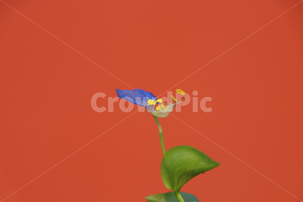 달개비꽃,무보정,풀,배경화면,여름,근접촬영,자연,dayflower,식물,자연,plants,nature,꽃,flower