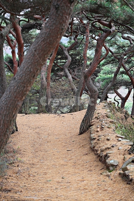 전등사,성,성곽,산성,둘레길,길,숲,숲길,담,돌담,가을,자연,풍경,벽,방어벽,낙엽,식물,자연,plants,nature,나무,trees,wood