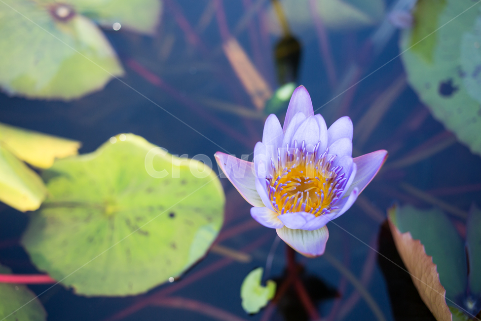 수련,plant,식물,blossom,flower,꽃,lily,식물,자연,plants,nature,꽃,flower