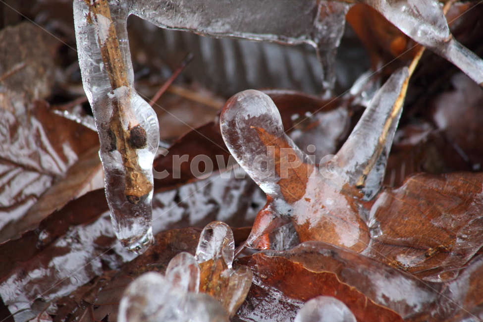 ice,얼음,고드름,겨울,nature