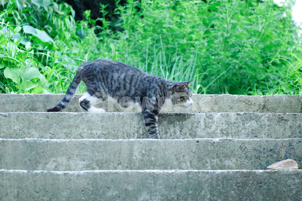 고양이,길고양이,야옹이,길냥이,kitty,야생동물,감성,반려동물,생명,cat,길,street,동물,animal,포유류,mammal,고양이,cat,kitten,kitty