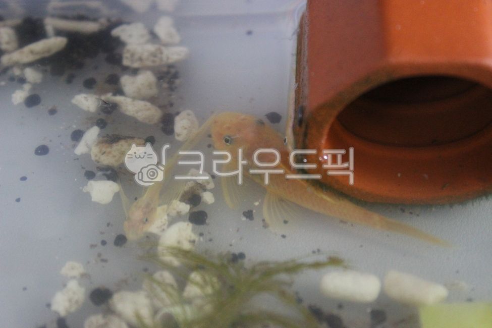 수족관,안시롱핀,안시숏핀,구피,구피유어,수초,물생활,열대어,물고기,안시숏핀유어,안시롱핀유어