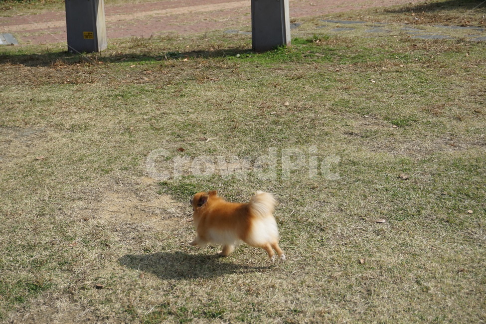 강아지,개,포메라니안,포메,뛰는,풀밭,애견공원