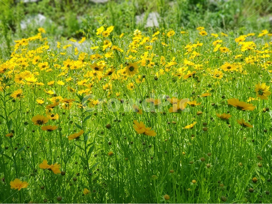 금계국,꽃,노랑,봄,맑음,자연,풍경,5월,봄,계절,spring,season,식물,자연,plants,nature,꽃,flower,grassland,목초지,outdoors,옥외,field,들,farm,농장,rural,농촌,meadow