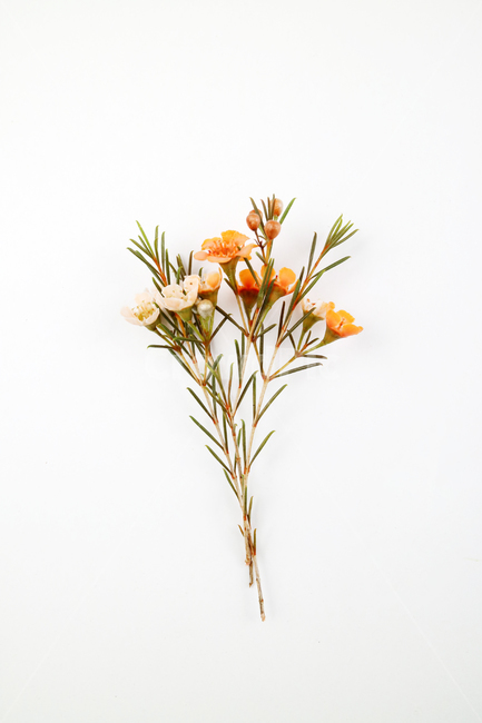 꽃,식물,꽃송이,왁스플라워,배경,백그라운드,꽃봉오리,flower,nature,flora,background,꽃,flower