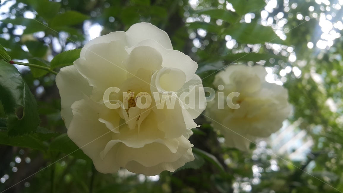 계절,식물,자연,하얀색,컬러,nature,plant,flower,season,화이트,꽃