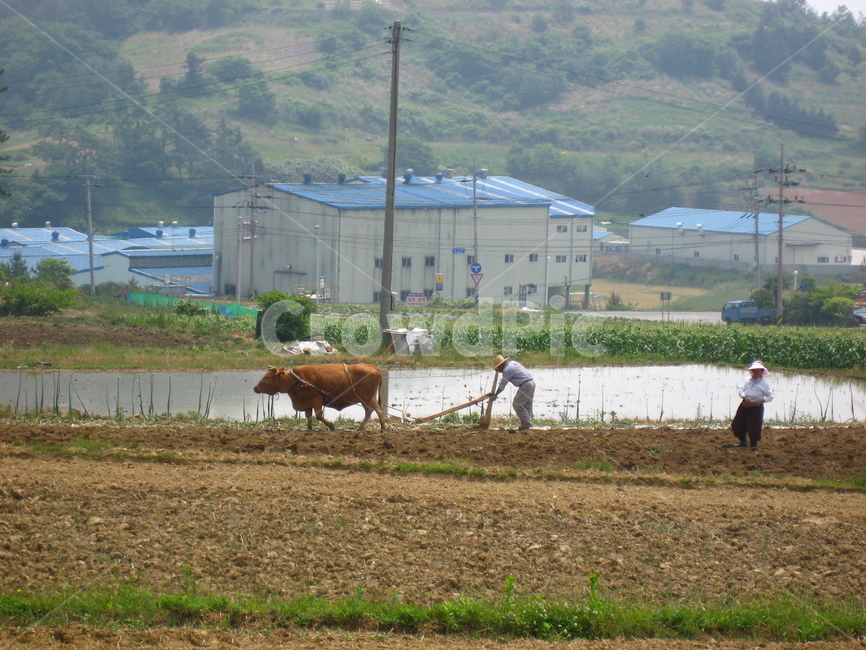 동물,소,농사,시골,농촌,포유류,사람,인간,animal,cow,가축,황소,한우,neture,시골,마을,풍경,landscape,country,rural,town,농업,농사,agriculture,farming,farming industry