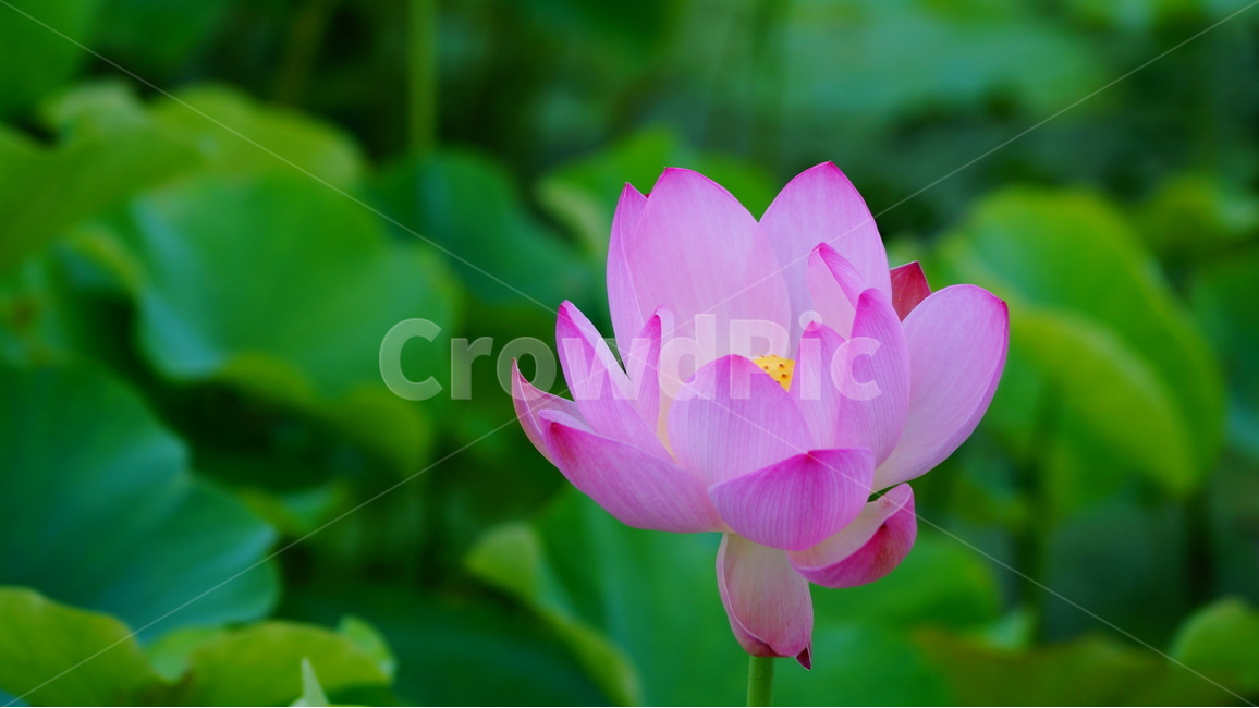 연꽃,꽃,꽃사진,식물,자연,식물,자연,plants,nature,꽃,flower