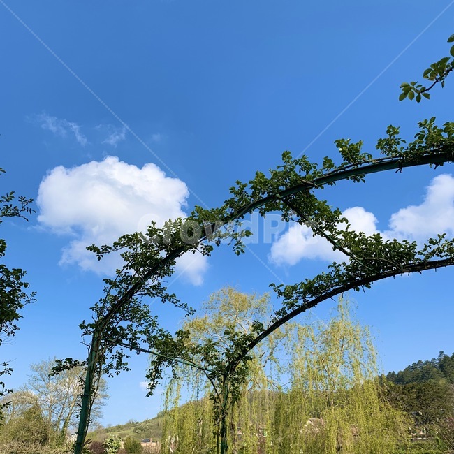 하늘,구름,넝쿨,잎,cloud,sky,plant