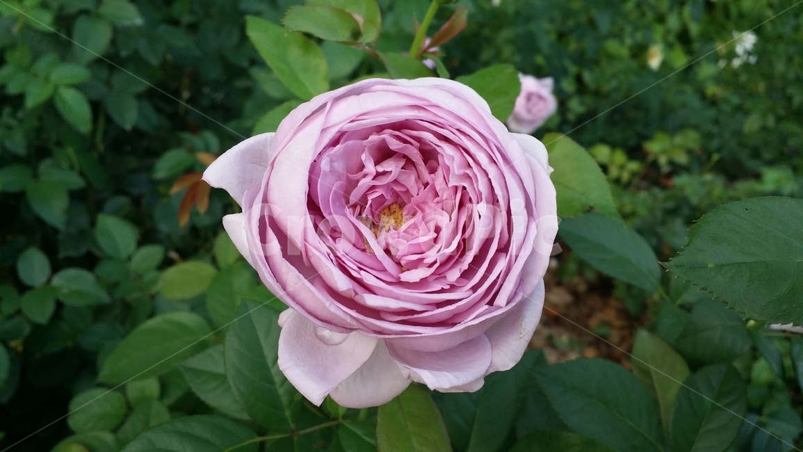 보라색장미,장미,장미꽃,꽃,보라장미