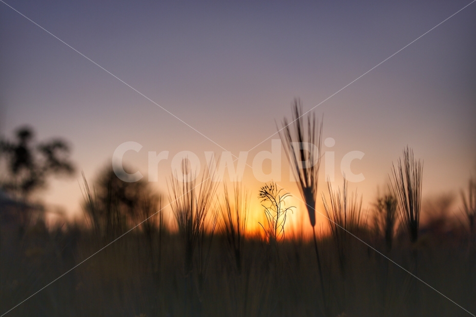 한강,이촌한강공원,노을,해질녘,여유,서울,이촌,한강공원,공원,sunset,자연,풍경,nature,landscape,휴식,힐링,rest,relaxation,healing,감성,sensible,feeling,outdoors,옥외,plant,식물,grass,잔디,sky,하늘