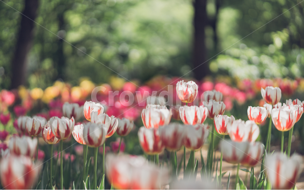 자연,꽃,tulip,튤립,튤립꽃,식물,자연,plants,nature,꽃,flower