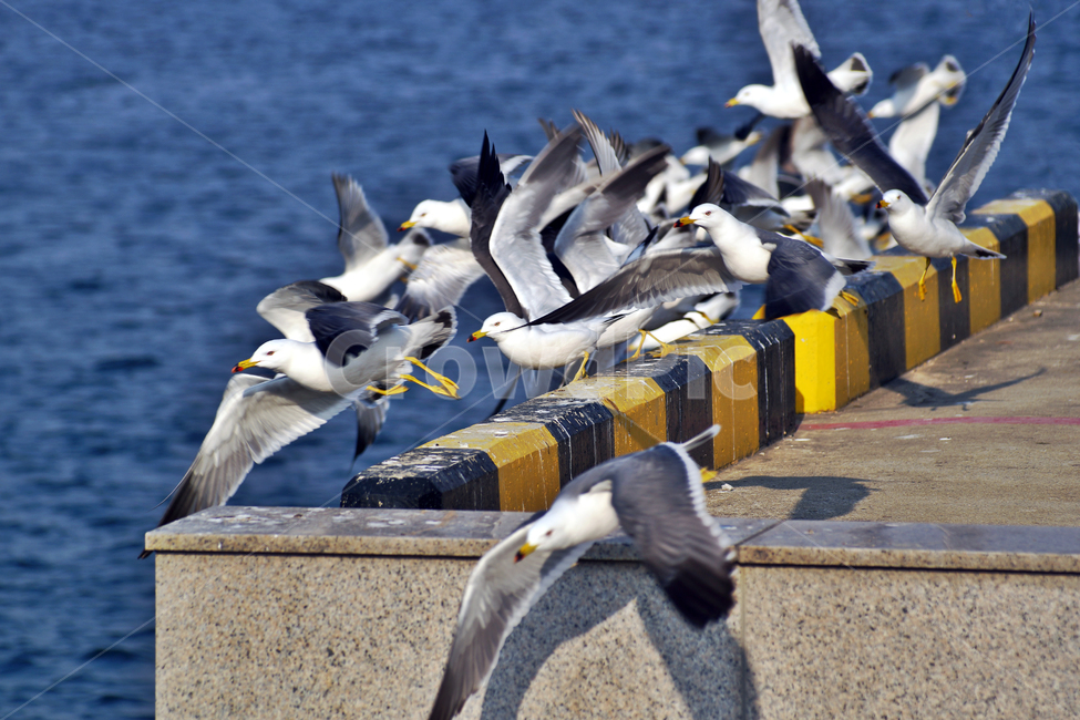 갈매기,조류,새,바다,commongull,seagull,동물,부리