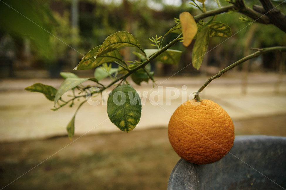 감귤,감귤나무,오렌지,노랑,먹거리,하우스,겨울,과일,식물,자연,열매,plantsnature,fruit,과일,열매,fruit