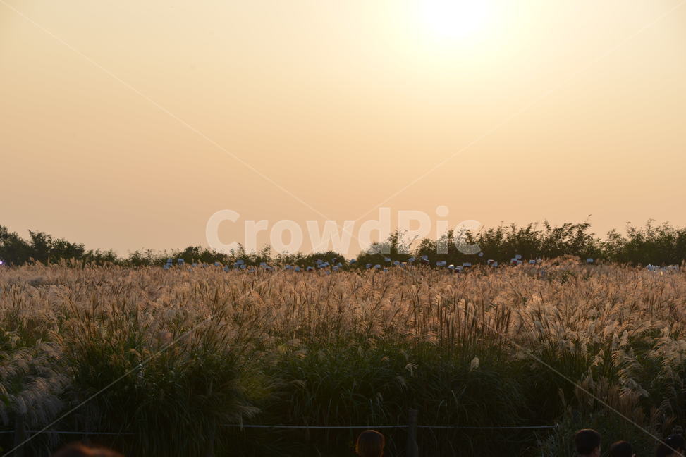 억새,하늘공원,노을,식물,가을,자연,풍경,nature,landscape