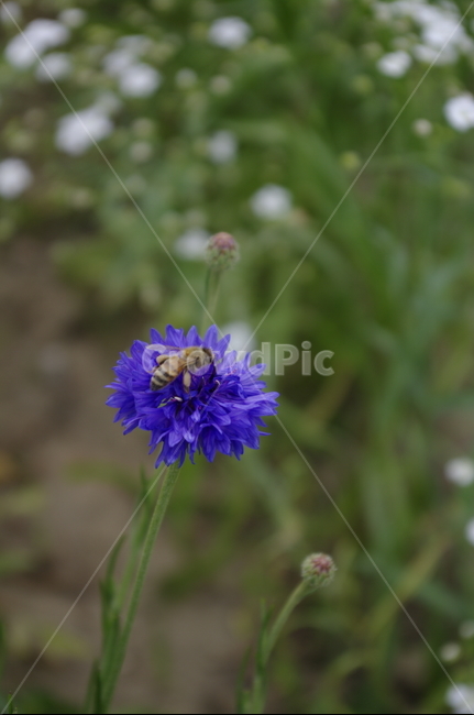 수레국화,꽃,flower,식물,plant,자연,nature,벌