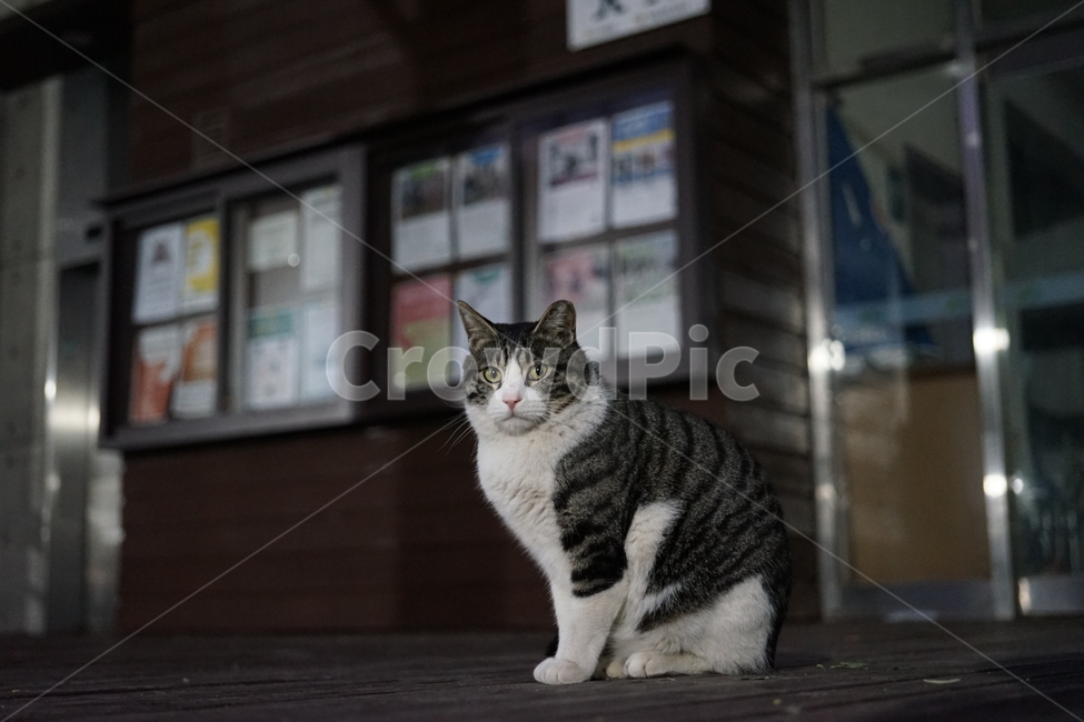 길냥이,동물,포유류,고양이,animal,cat,pet,동물,animal,포유류,mammal,고양이,cat,kitten,kitty