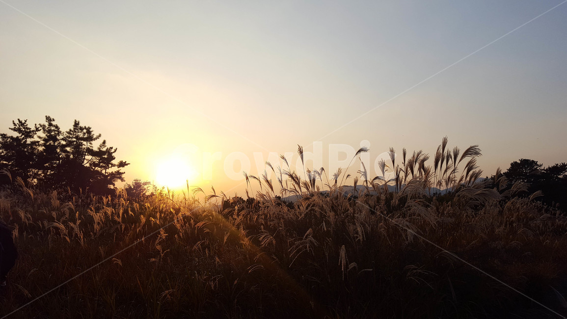가을,갈대,하늘,노을,sunset,가을,계절,fall,autumn,season,자연,풍경,nature,landscape,grass,잔디,plant,식물,lawn