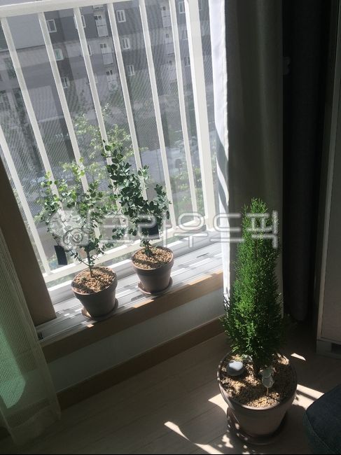 pot,plant,window light,eucalyptus,Yulma