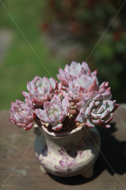다육식물,파랑새,다육화분,다육이,예쁜다육,실내용화초,화분,화초,house plant