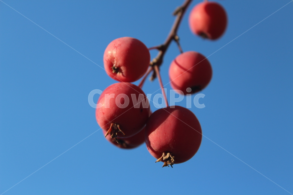plant,식물,fruit,과일,미니사과,과일,열매,fruit