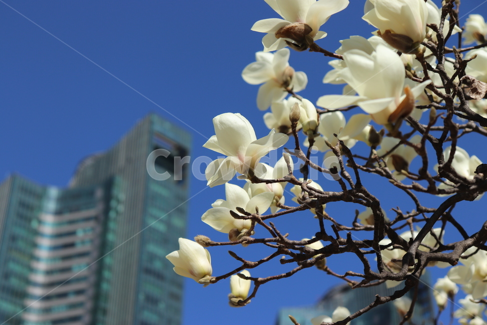 꽃,plant,식물,흰색꽃,도시나무,도시배경,도시꽃,flower