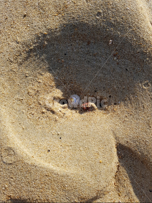 모래,바다,조개,해초,자연,sand,구멍
