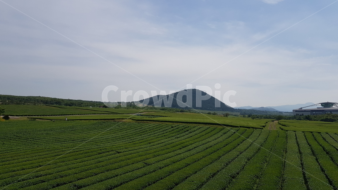 녹차,자연,nature,야외,들,outdoors,outdoor,농업,농사,agriculture,farming,farming industry