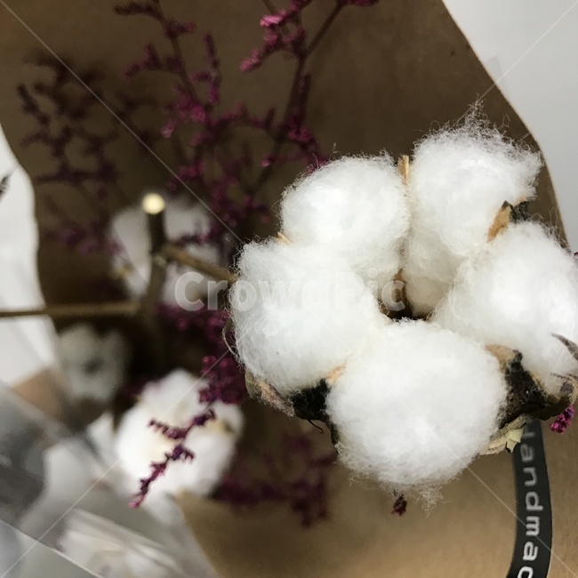 목화,목화꽃,꽃,봄,목화드라이플라워,드라이플라워,솜,cotton,cottonplant,어머니의사랑,겨울,따뜻