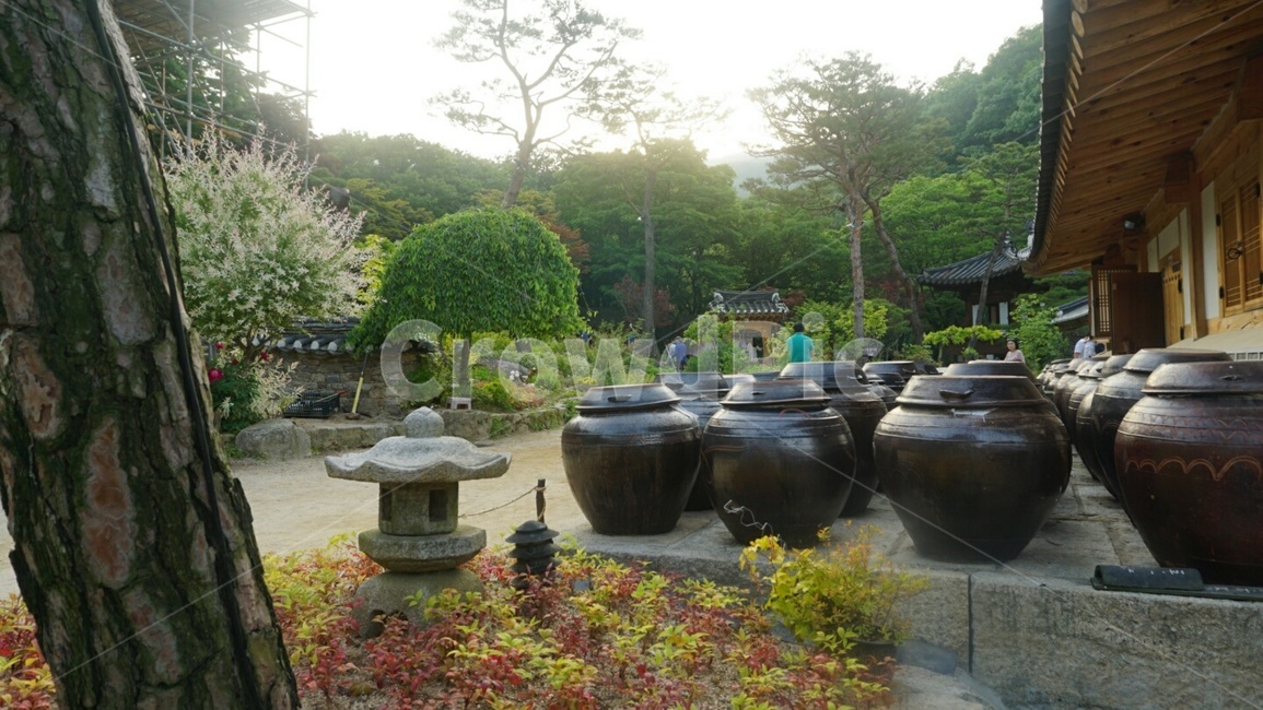 자연,장독대,한옥,나무,꽃