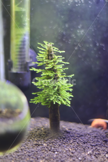 tree,나무,식물,모스,모스트리,이끼,식물,자연,plants,nature