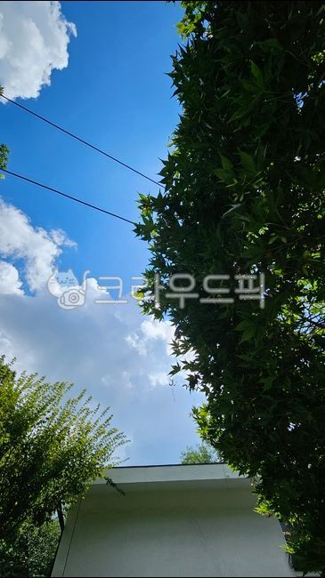 tree,나무,nature,outdoors,자연,하늘,sky,옥외