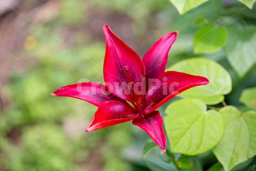 아침고요수목원,식물,자연,nature,수목원,꽃,flower