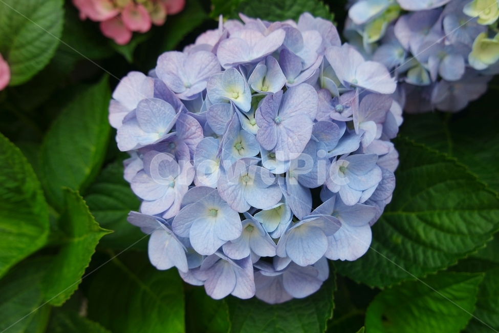 수국,꽃,보라색,6월,여름,식물,자연,plants,nature,꽃,flower