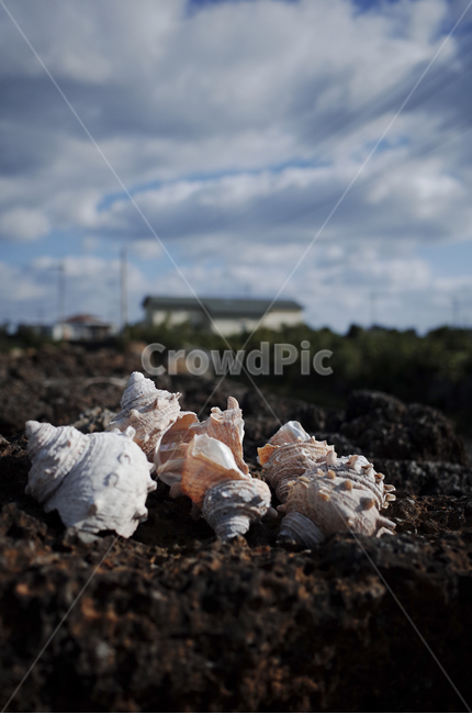 sealife,해양생물,하늘,구름,sky,cloud,cloudysky,conch,seashell,조개,conchshell,소라,소라껍질,돌담