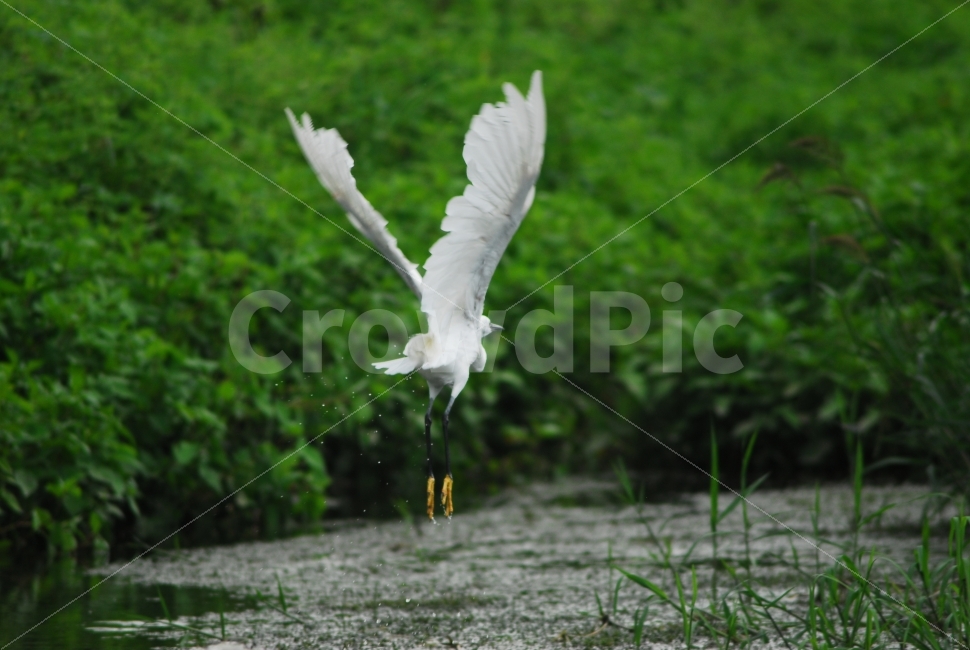 백로,왜가리,비상,날아오름,여름새,새,동물,animal,조류,새,birds