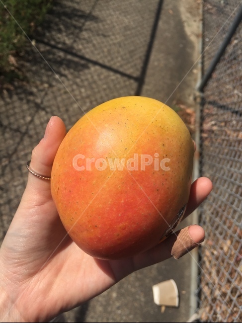 애플망고,망고,과일,열대과일,애플,음식,식재료,요리,food,cook,meal,dishes,food reserves,과일,열매,fruit