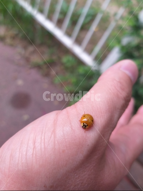노랑무당벌레,노랑딱정벌레,예쁜곤충,귀여운벌레,노랑,yellow,insect,ladybugs,hand