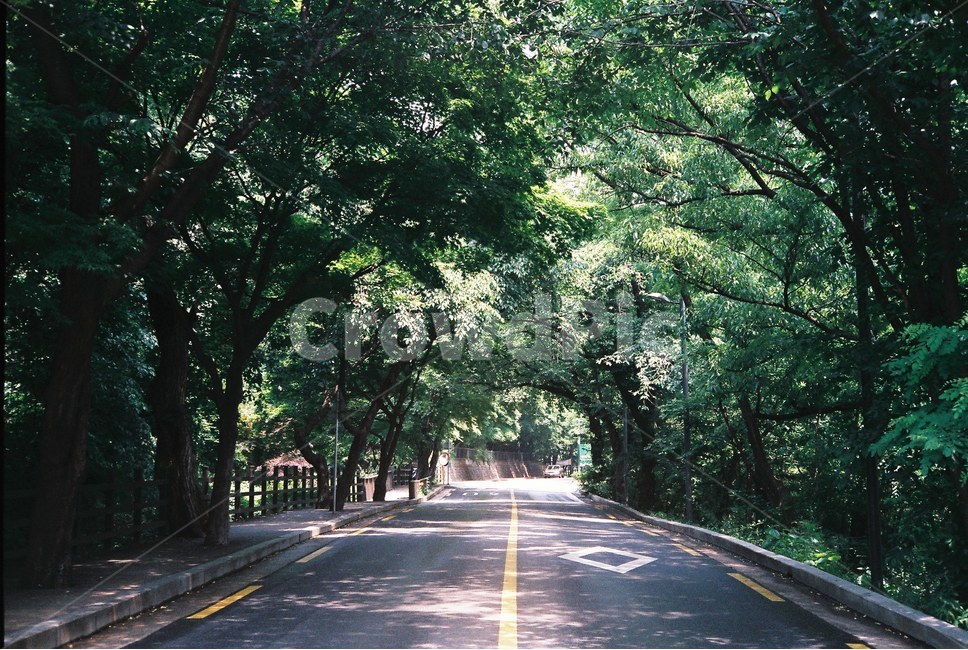 나무,터널,길,도로,워커힐,워커힐길,여름,자연,풍경,배경,자연,풍경,nature,landscape,asphalt,아스팔트,road