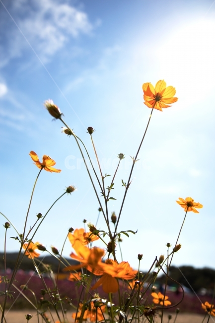 코스모스,하늘,양주,화창,가을,가을,계절,fall,autumn,season,식물,자연,plants,nature,꽃,flower,outdoors,옥외