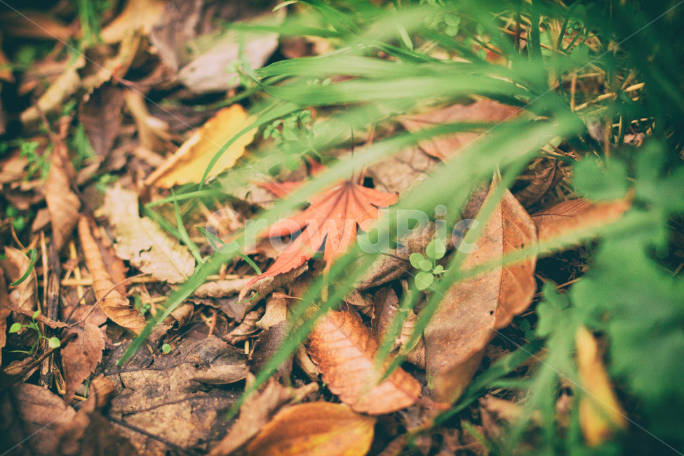 가을,나무,단풍,계절,자연,풍경,단풍나무,낙옆,단풍잎,fall,autumn,seasons,maple,nature,landscape,tree,가을,계절,fall,autumn,season,감성,sensible,feeling,plant,식물,leaf,잎