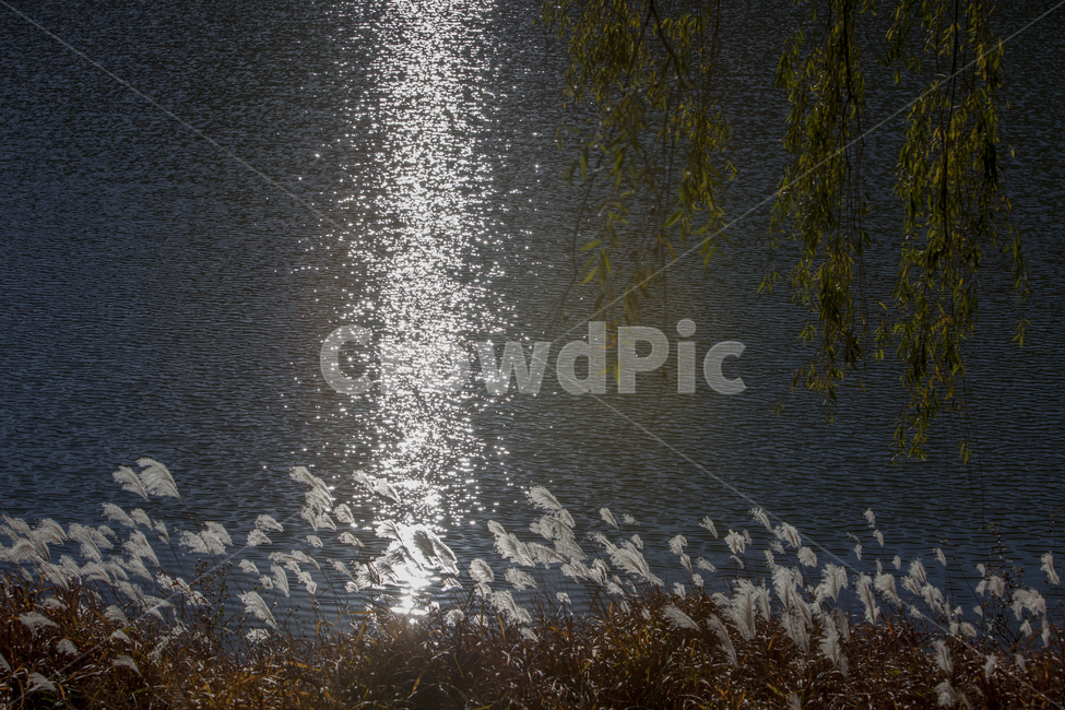 호수,갈대,가을,버드나무,물빛,가을,계절,fall,autumn,season,자연,풍경,nature,landscape,water,물,outdoors,옥외
