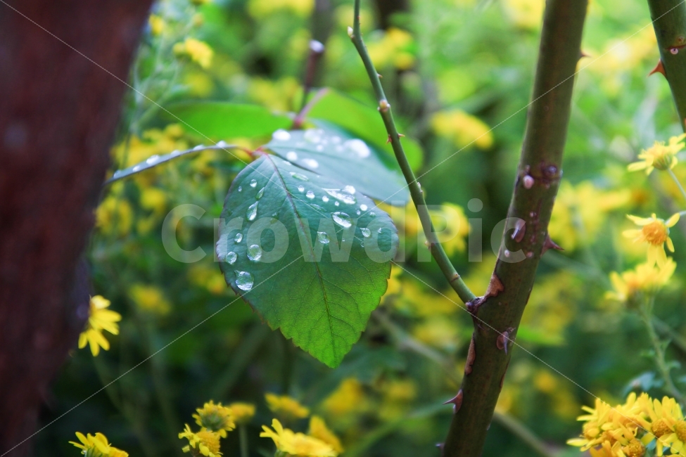 물방울,자연,나무,꽃,식물,식물,자연,plants,nature,꽃,flower