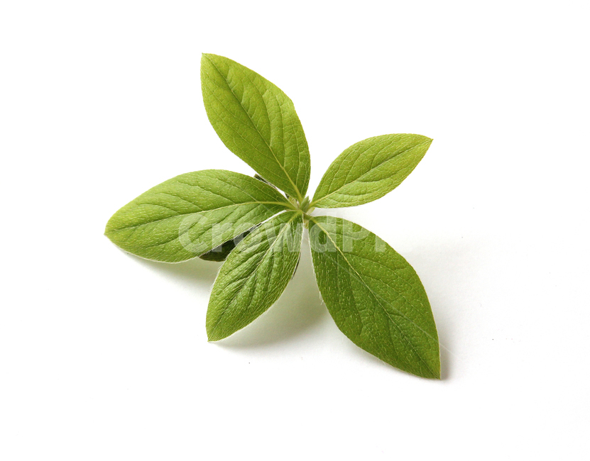 closeup,fresh,green,leaf,leaves,macro,natural,nature,plant,white,식물,클로즈업,나뭇잎,잎,신선한,그린,녹색,자연,흰배경,화이트,식물,자연,plants,nature,누끼,remove background