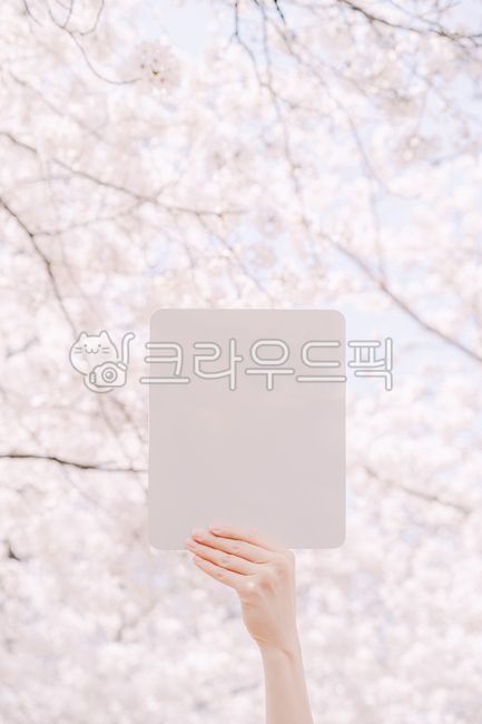 spring,cherry blossom tree,note,Cherry Blossom,screen,memo,hand,Photo Frame
