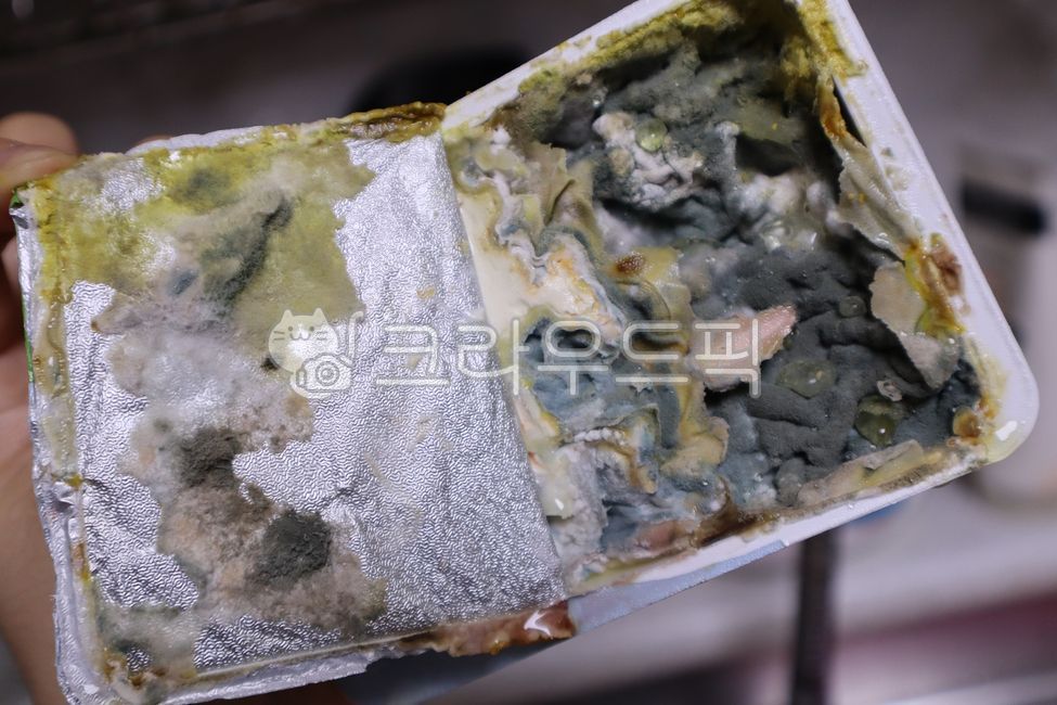 Mold,black mold,virus,bacteria,fungus